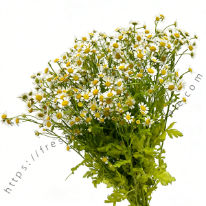 Matricaria Chamomile