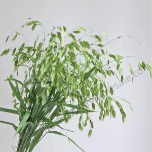 Ornamental Xiaopan Grass