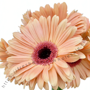 Peach Gerbera