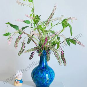 Phytolacca Acinosa