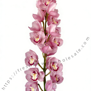 Pink Cymbidium Lavender