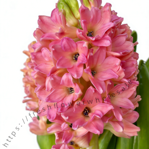 Pink Hyacinth
