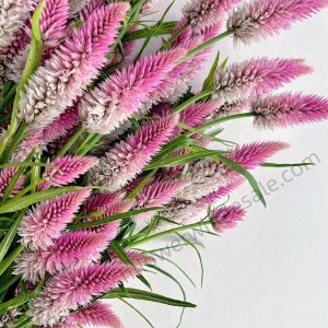 Pink Phoenix Tail Grass