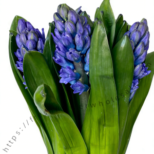 Purple Hyacinth1