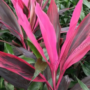Red Cordyline Fruticosa
