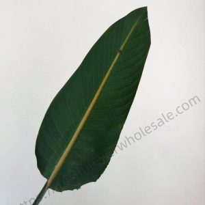 Strelitzia Reginae