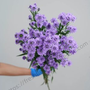 fresh cut Tagetes patula purple French marigold flowers wholesale, vibrant purple-red blooms bundled for florist delivery, freshflowerwholesale