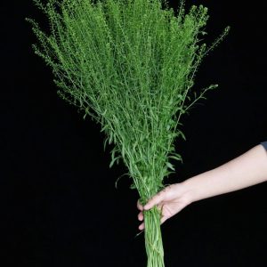 Thlaspi Green Bell